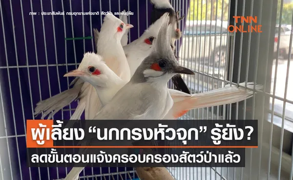 'ลดขั้นตอน' แจ้งครอบครองนกกรงหัวจุก อาจมีให้เปิดขอออนไลน์