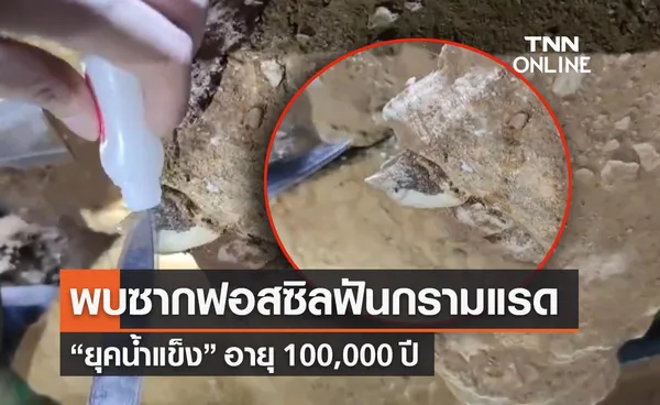 กระบี่พบซากฟอสซิล ฟันกรามแรด ยุคน้ำแข็ง อายุ 100,000 ปี