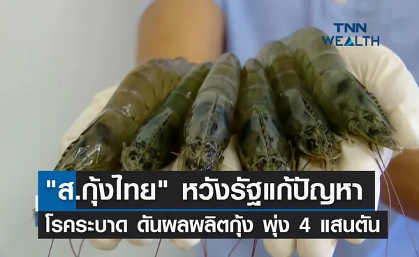 ส.กุ้งไทย หวังรัฐแก้ปัญหาโรคระบาด ดันผลผลิตพุ่ง 4 แสนตัน 