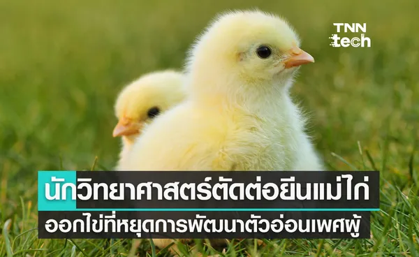 นักวิทยาศาสตร์ตัดต่อยีนแม่ไก่ให้ออกไข่ที่หยุดการพัฒนาตัวอ่อนเพศผู้