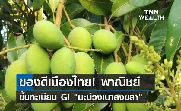 ของดีเมืองไทย! พณ.ขึ้นทะเบียน GI มะม่วงเบาสงขลา