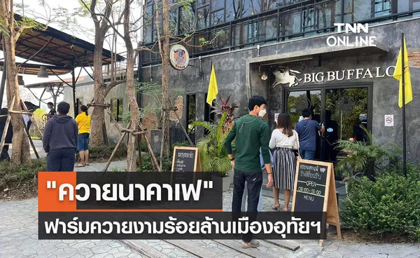 ควายนาคาเฟ ฟาร์มควายงามร้อยล้านเมืองอุทัยฯ