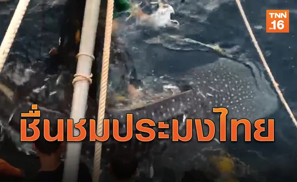 ชื่นชม! ชาวประมงปล่อย'ฉลามวาฬ'ติดอวนสู่ท้องทะเล