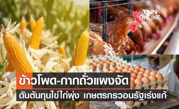 ข้าวโพด-กากถั่วแพงจัด ดันต้นทุนไข่ไก่พุ่ง  เกษตรกรวอนรัฐเร่งแก้-ขอผู้บริโภคเข้าใจ