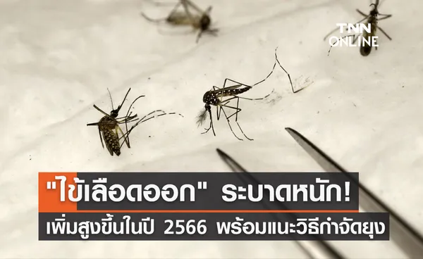 ไข้เลือดออก ระบาดหนัก! เพิ่มสูงขึ้นในปี 2566 พร้อมแนะวิธีกำจัดยุง