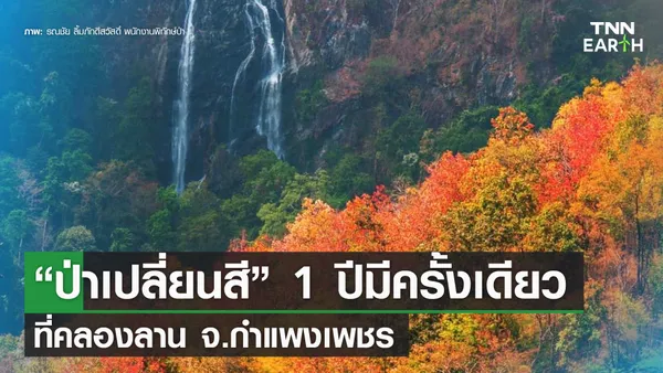 ชวนชม “ป่าเปลี่ยนสี” 1 ปีมีครั้งเดียว ที่คลองลาน จ.กำแพงเพชร