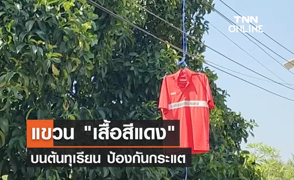 แขวน เสื้อสีแดง บนต้นทุเรียน ป้องกันกระแต