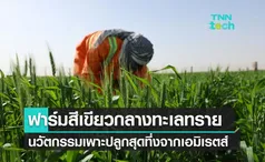 สหรัฐอาหรับเอมิเรตส์ ใช้เทคโนโลยีทำฟาร์มไร่ข้าวสาลีกลางทะเลทราย 