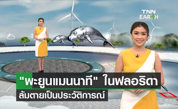 “พะยูนแมนนาที” ในฟลอริดา สหรัฐฯ จำนวนลดลงเข้าขั้นวิกฤต