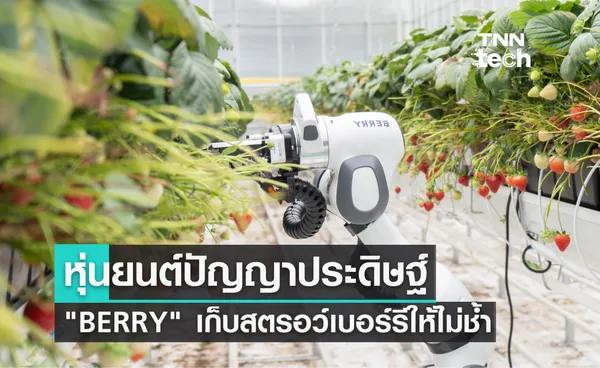 หุ่นยนต์ปัญญาประดิษฐ์ BERRY เก็บสตรอว์เบอร์รีให้ไม่ช้ำ