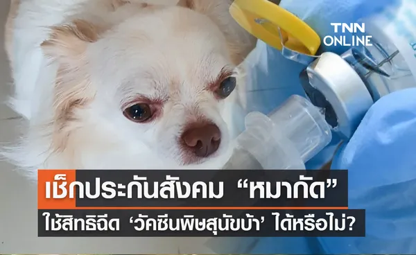 เช็กสิทธิประกันสังคม “หมากัด” ฉีดวัคซีนพิษสุนัขบ้า ต้องจ่ายเงินไหม?