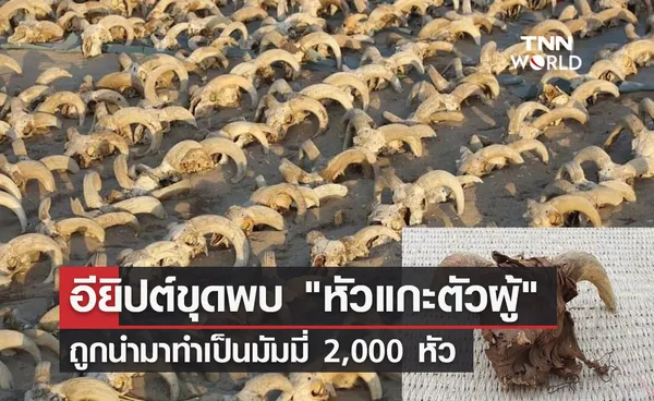 อียิปต์ ขุดพบ หัวแกะตัวผู้ ถูกนำมาทำเป็นมัมมี่ 2,000 หัว