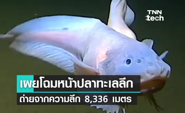 เผยโฉมปลาในทะเลลึกสุดหายาก ที่ความลึกถึง 8,336 เมตร