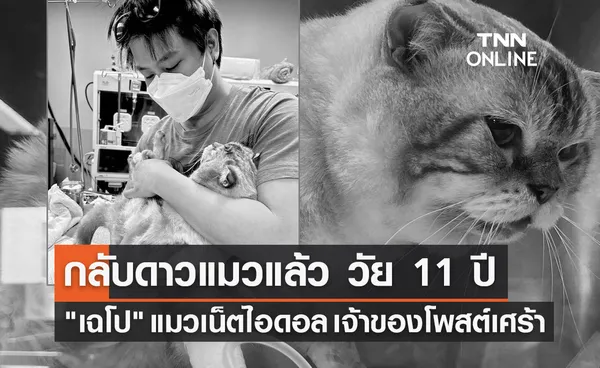 เฉโป แมวเน็ตไอดอล กลับดาวแมวแล้ว วัย 11 ปี