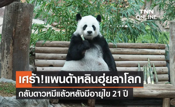 ด่วน! “หลินฮุ่ย” แพนด้ายักษ์ตายแล้ว! กลับดาวหมีอายุ 21 ปี 