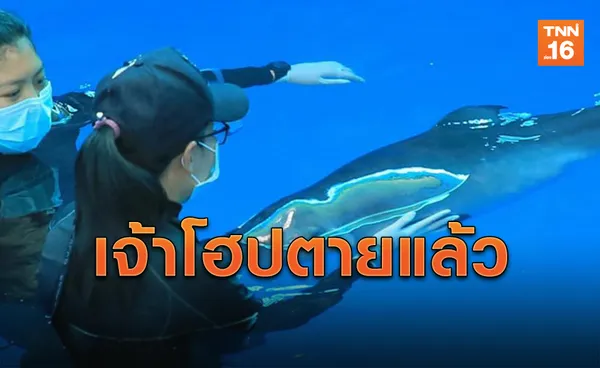 สุดยื้อ! 'เจ้าโฮป' วาฬหัวทุยแคระติดเชื้อเสียชีวิต