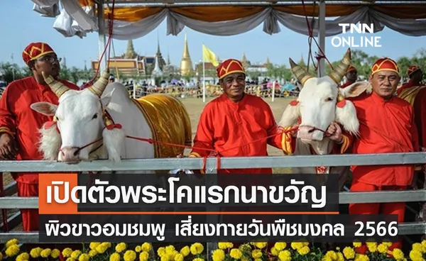 วันพืชมงคล 2566 ทำความรู้จัก พระโค ในพิธีจรดพระนังคัลแรกนาขวัญ