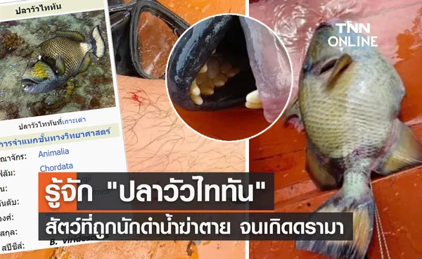 รู้จัก ปลาวัวไททัน หรือ ปลาวัวอำมหิต สัตว์ที่ถูกนักดำน้ำฆ่าตาย 