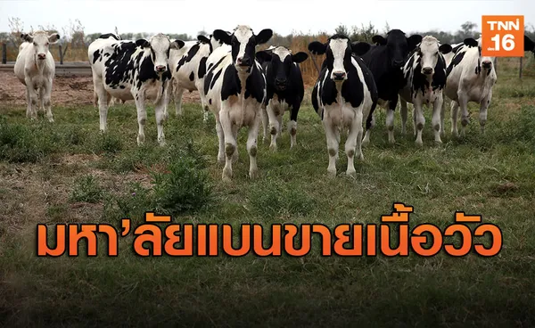 มหา'ลัยในลอนดอนสั่งห้ามขายเนื้อวัวลดโลกร้อน