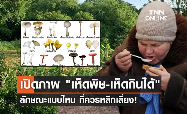 เห็ดพิษ กับ เห็ดกินได้ มีอะไรบ้าง? ลักษณะแบบไหน ที่ควรหลีกเลี่ยง