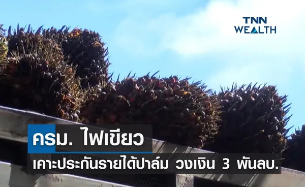 ครม.ไฟเขียว! เคาะประกันรายได้ปาล์มปี 65 วงเงิน 3 พันล้านบาท