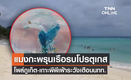 ‘แมงกะพรุนไฟเรือรบโปรตุเกส’ พิษร้ายแรงโผล่ภูเก็ต เตือนนทท.ระวัง! 