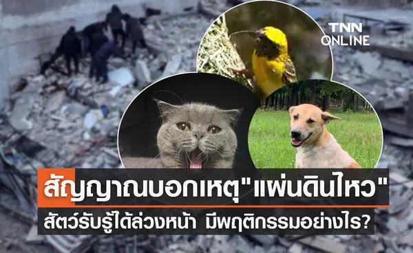 สัญญาณบอกเหตุ แผ่นดินไหว สัตว์รับรู้ได้ล่วงหน้า จะแสดงพฤติกรรมอย่างไร?