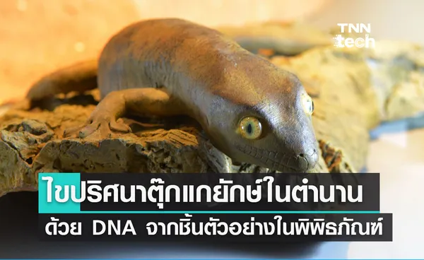 ไขปริศนาตุ๊กแกยักษ์ในตำนาน ด้วย DNA จากชิ้นตัวอย่างในพิพิธภัณฑ์