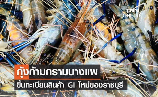 กุ้งก้ามกรามบางแพ ขึ้นทะเบียนสินค้า GI  สรัางรายได้ 2.56 พันล้าน!