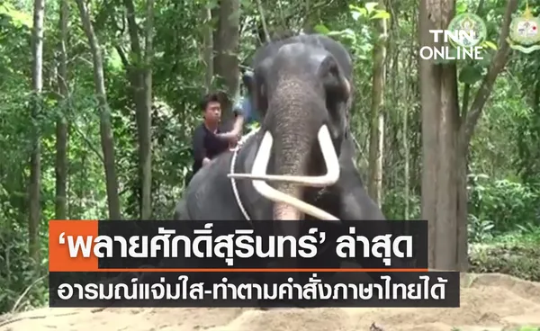 ‘พลายศักดิ์สุรินทร์’ ล่าสุด อารมณ์แจ่มใส-ทำตามคำสั่งภาษาไทยได้