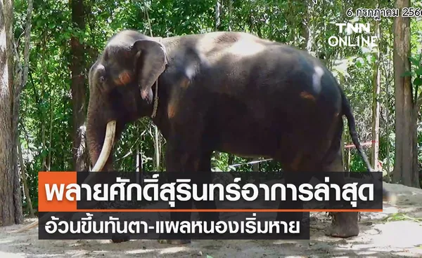 อัปเดตล่าสุดอาการ “พลายศักดิ์สุรินทร์ ” อ้วนขึ้นทันตา-แผลหนองเริ่มหาย 