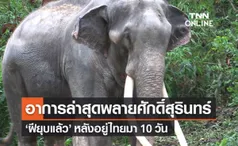 อาการล่าสุด ‘พลายศักดิ์สุรินทร์’ ฝียุบแล้ว หลังอยู่ไทยมา 10 วัน 