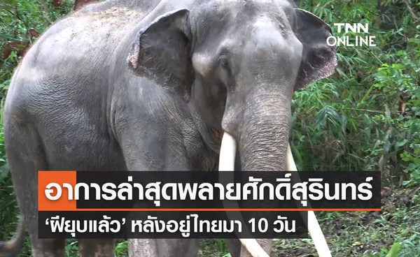 อาการล่าสุด ‘พลายศักดิ์สุรินทร์’ ฝียุบแล้ว หลังอยู่ไทยมา 10 วัน 