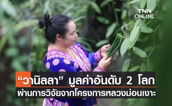 “วานิลลา” มูลค่าอันดับ 2 โลก ผ่านการวิจัยจากโครงการหลวงม่อนเงาะ