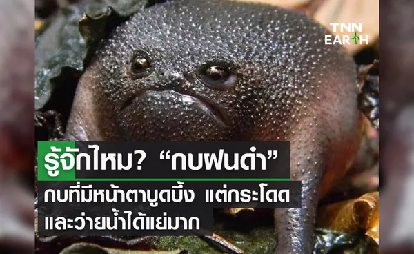 รู้จักไหม? “กบฝนดำ”  กบที่มีหน้าตาบูดบึ้ง แต่กระโดด  และว่ายน้ำได้แย่มาก