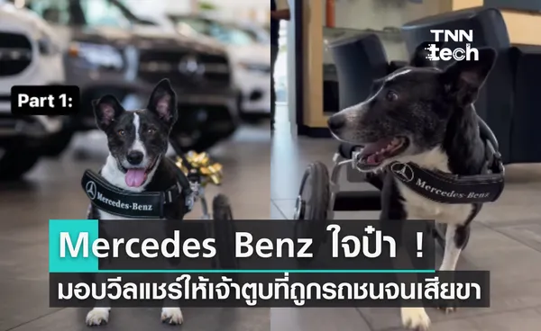 Mercedes-Benz มอบวีลแชร์ให้เจ้าตูบ หลังถูกรถชนจนสูญเสียขา