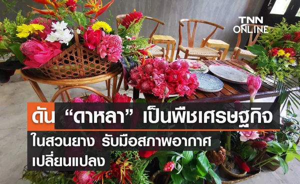 ดัน “ดาหลา” เป็นพืชเศรษฐกิจ  ในสวนยาง รับมือสภาพอากาศ  เปลี่ยนแปลง          