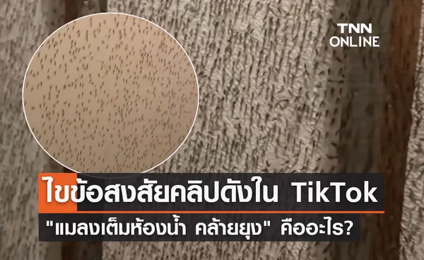 ไขข้อสงสัยคลิปดังใน TikTok แมลงเต็มห้องน้ำ คล้ายยุง คืออะไร? 