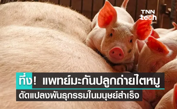 ทึ่ง! แพทย์มะกันปลูกถ่ายไตหมูดัดแปลงพันธุกรรมในมนุษย์สำเร็จ