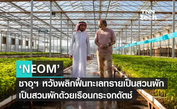 ‘NEOM’ ซาอุฯ หวังพลิกฟื้นทะเลทรายเป็นสวนผัก ด้วยเรือนกระจกดัตช์