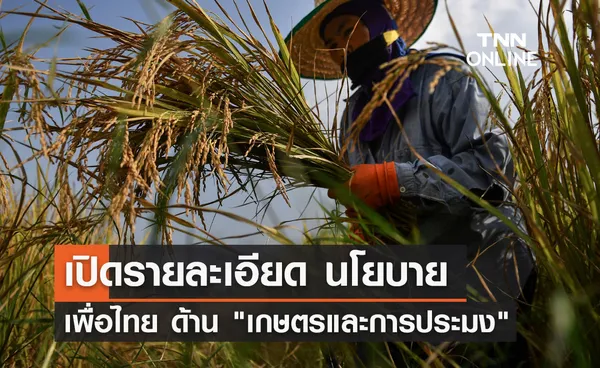 เปิดรายละเอียด นโยบายเพื่อไทย เกษตรและการประมง