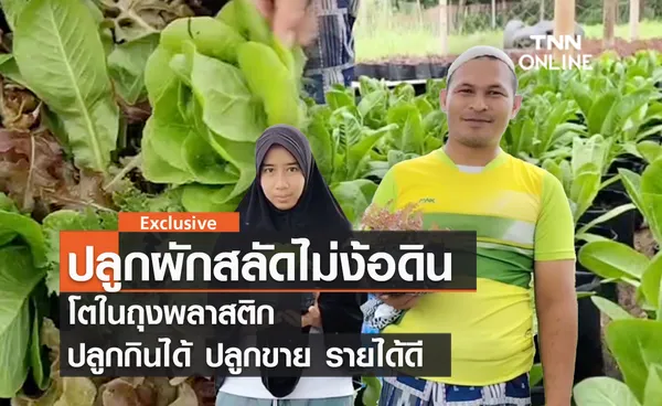 (คลิป) ปลูกผักสลัดไม่ง้อดิน โตในถุงพลาสติก ปลูกกินได้ ปลูกขาย รายได้ดี