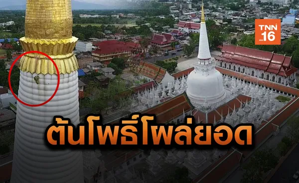 ต้นโพธิ์โผล่งอกใต้ปลียอดทองคำองค์พระบรมธาตุเจดีย์นครศรีฯ