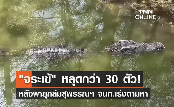 พายุกระหน่ำสุพรรณบุรี! ซัดกำแพงพังทำ จระเข้ หลุดไปกว่า 30 ตัว