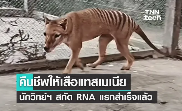 นักวิทย์ฯ สกัด RNA แรกสำเร็จ ตั้งเป้าคืนชีพให้เสือแทสเมเนียที่เคยสูญพันธุ์ไปแล้ว