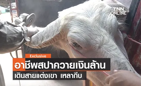 (คลิป) เปิดอาชีพสุดแปลก สปาควายเงินล้าน เดินสายแต่งเขา เหลากีบวัว ควาย 