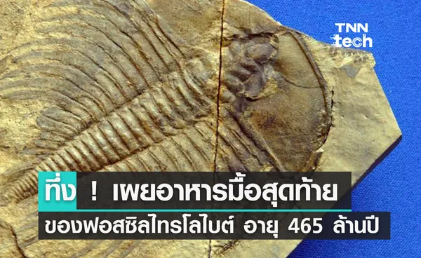 ทึ่ง! เผยอาหารมื้อสุดท้ายของฟอสซิล ‘ไทรโลไบต์’ อายุ 465 ล้านปี