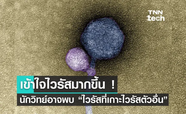 เข้าใจไวรัสมากขึ้น ! นักวิจัยอาจพบ “ไวรัสที่เกาะติดอยู่กับไวรัสตัวอื่น” ครั้งแรก