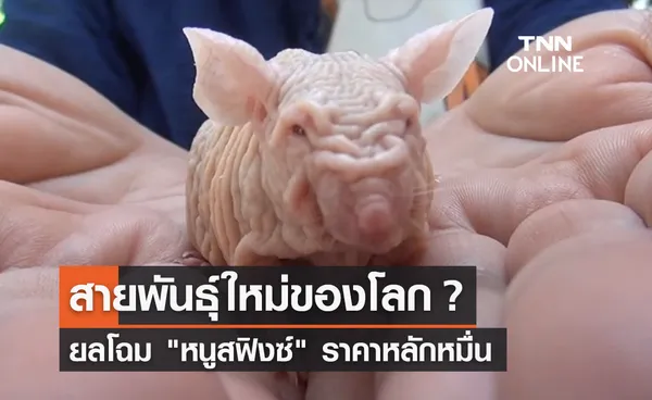 สายพันธุ์ใหม่ของโลก? ยลโฉม หนูสฟิงซ์ ราคาหลักหมื่น คนสนใจเลี้ยงเพียบ