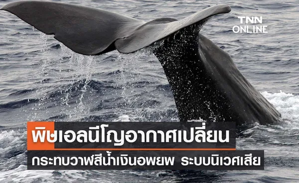 พิษเอลนีโญสภาพอากาศเปลี่ยนกระทบ ‘วาฬสีน้ำเงิน’ ส่งผลเสียระบบนิเวศ